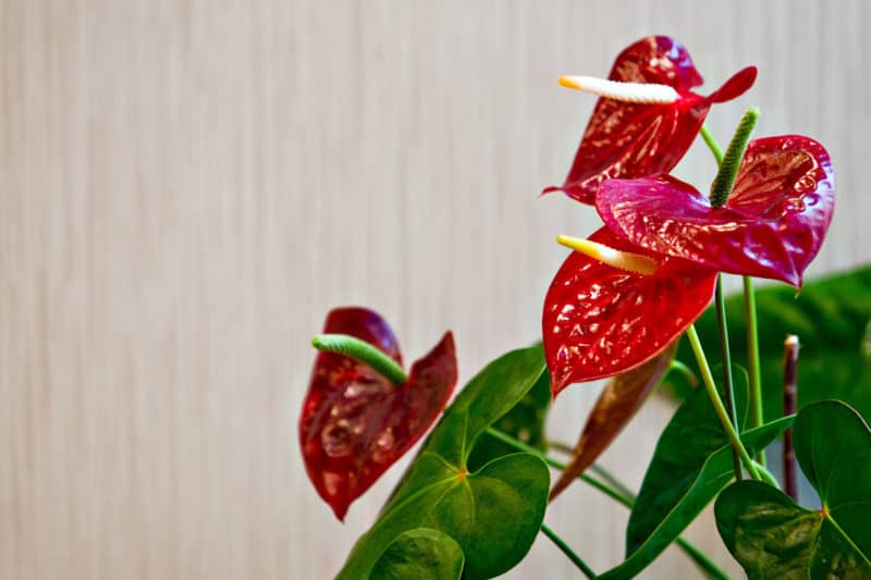 fresh flowers in the polo park dental lobby